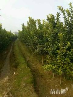 高度400厘米香橼