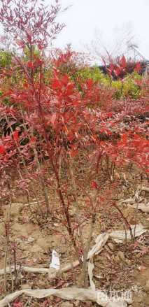 高度50厘米南天竹