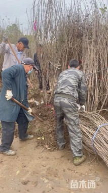 高度120厘米丛生丁香