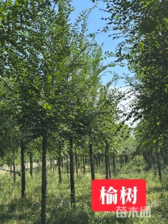 24公分榆树