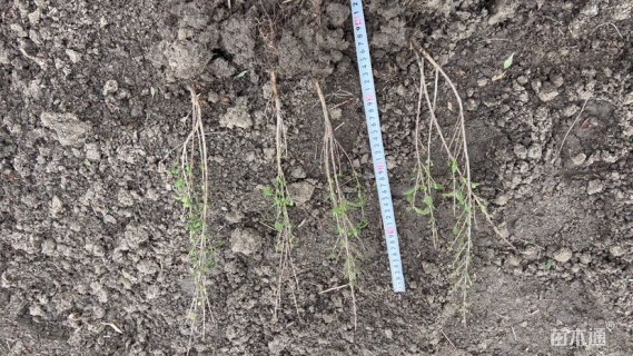 高度30厘米六月雪