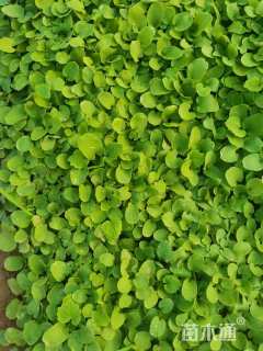 高度15厘米二月兰