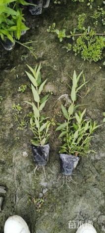 高度25厘米千屈菜