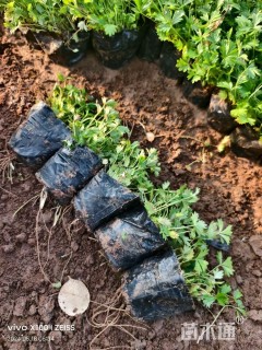 高度20厘米五叶委陵菜