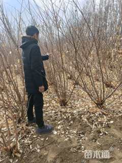 高度130厘米蜡梅