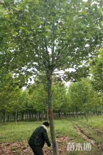 12公分法桐