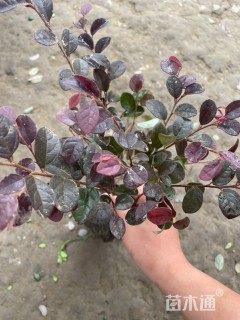 高度40厘米红花继木