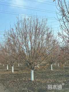 13公分绚丽海棠