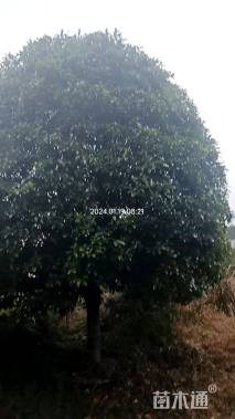 15公分桂花