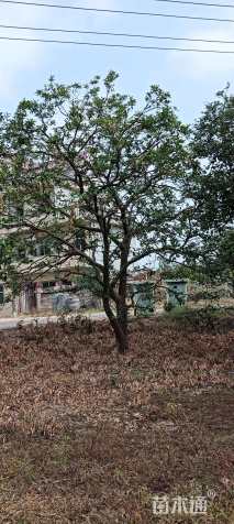 25公分香橼
