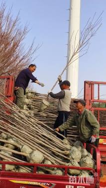 4公分娇红一号
