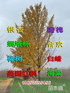 28公分银杏