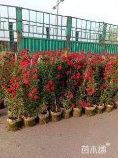 主蔓长80厘米藤本月季