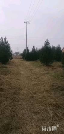 高度400厘米白皮松