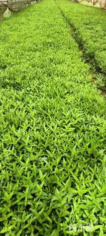 高度30厘米千屈菜