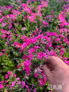 高度16厘米精品丛生福禄考