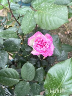 高度50厘米大花月季