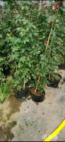 200厘米藤本月季