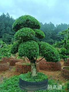 28公分造型杨梅