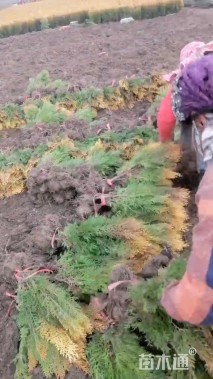 高度50厘米洒金柏