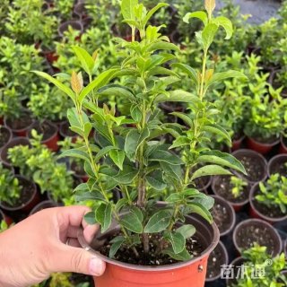 高度20厘米地中海荚迷