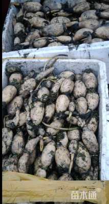 高度10厘米荷花