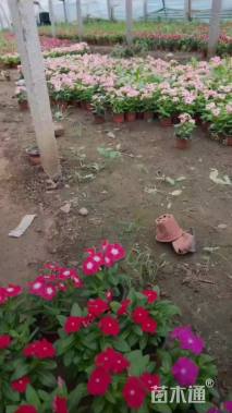 高度20厘米长春花