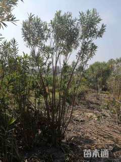 高度50厘米夹竹桃