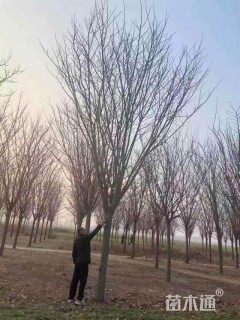 12公分巨紫荆