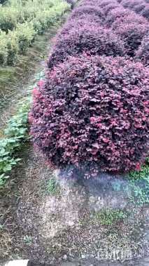 冠幅20厘米红花继木球