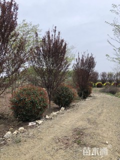 冠幅200厘米红叶石楠球