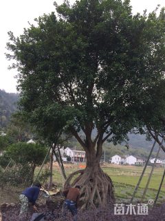 50公分榕树