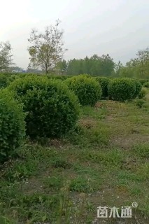 冠幅190厘米卫矛球