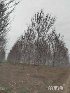 20公分美国红枫