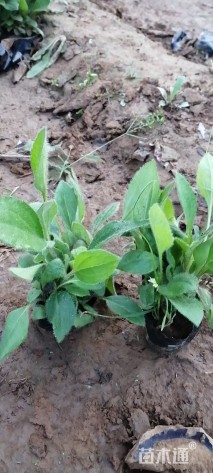 高度20厘米黑心菊