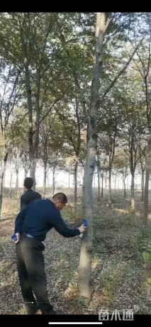 12公分榉树