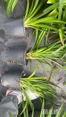 高度30厘米百子莲