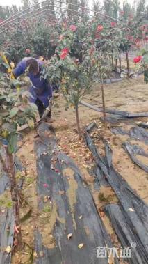 高度160厘米月季