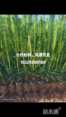 高度20厘米黑松