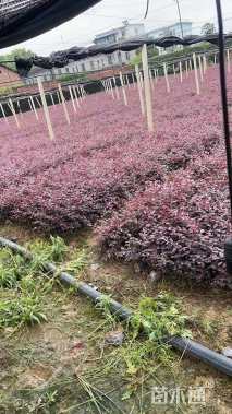 高度30厘米红花继木