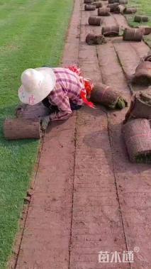 草卷状百慕大草