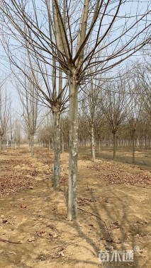 18公分速生法桐