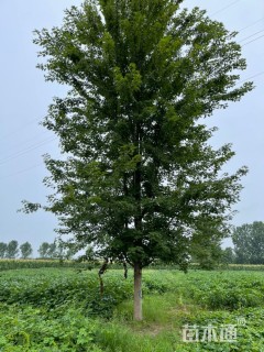 12公分美国红枫