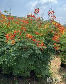 高度120厘米金凤花
