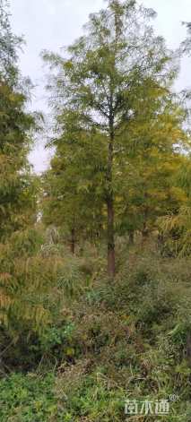 14公分中山杉