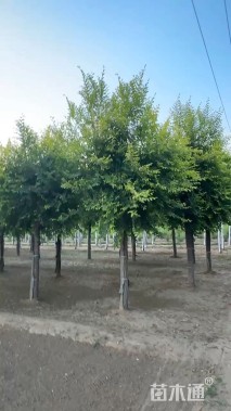 10公分中华金叶榆