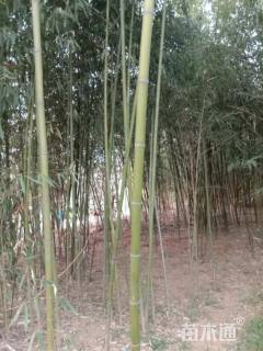 2公分刚竹