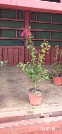 高度40厘米天鹅绒紫薇