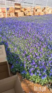 高度5厘米三色堇