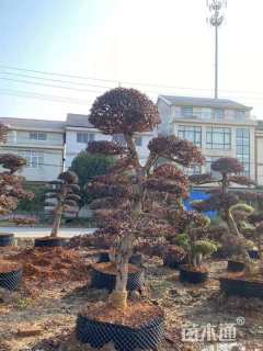 12公分造型红花继木桩